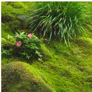 图4：Moss第4对图像配准结果（b）输入图像y